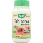 Echinacea Purpurea 